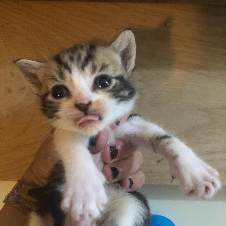 Bengal kittens for sale in Cheadle, Greater Manchester – 3 weeks old - Image 3 of 3
