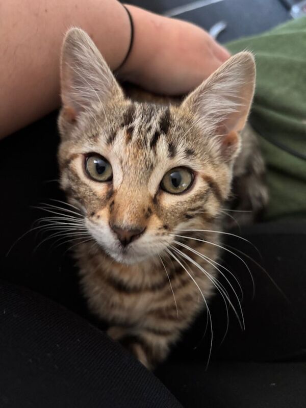Bengal Kittens For Sale