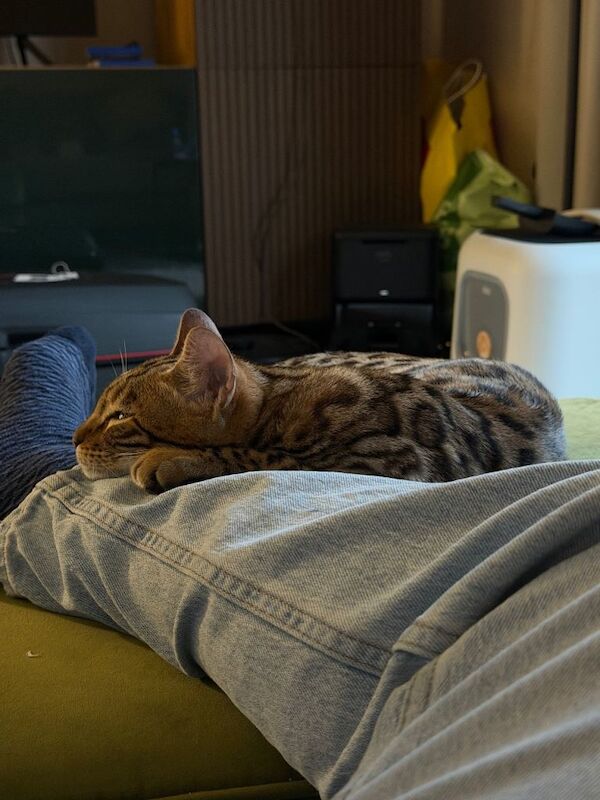 Bengal kittens for sale in Hassocks, West Sussex – 7 months old