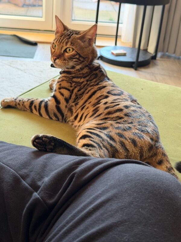 Bengal kittens for sale in Hassocks, West Sussex – 6 months old - Image 2 of 3