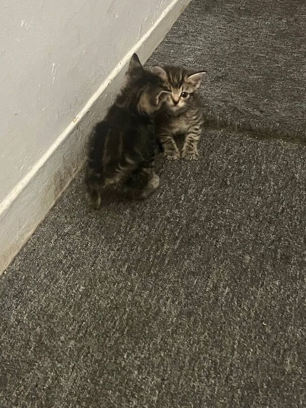 Bengal kittens for sale in Hackney, Greater London – 5 weeks old