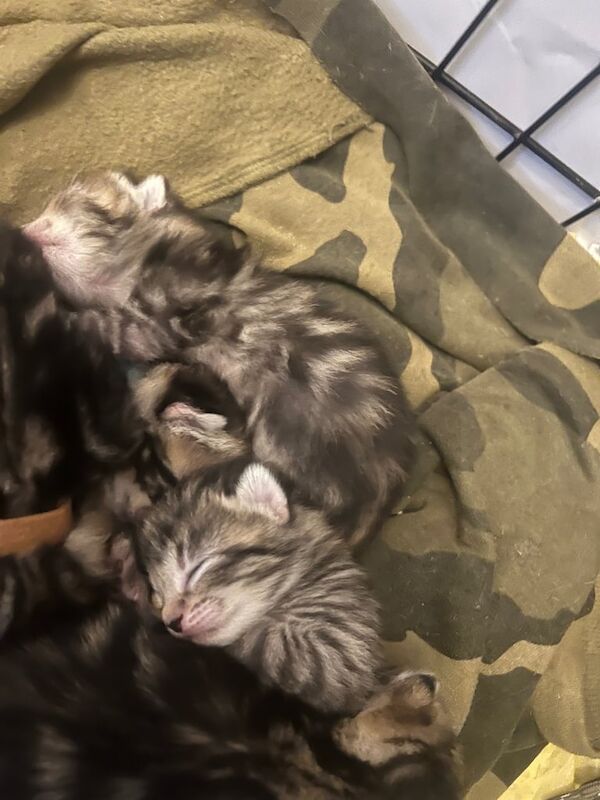 Bengal kittens for sale in Hackney, Greater London – 5 weeks old - Image 2 of 3