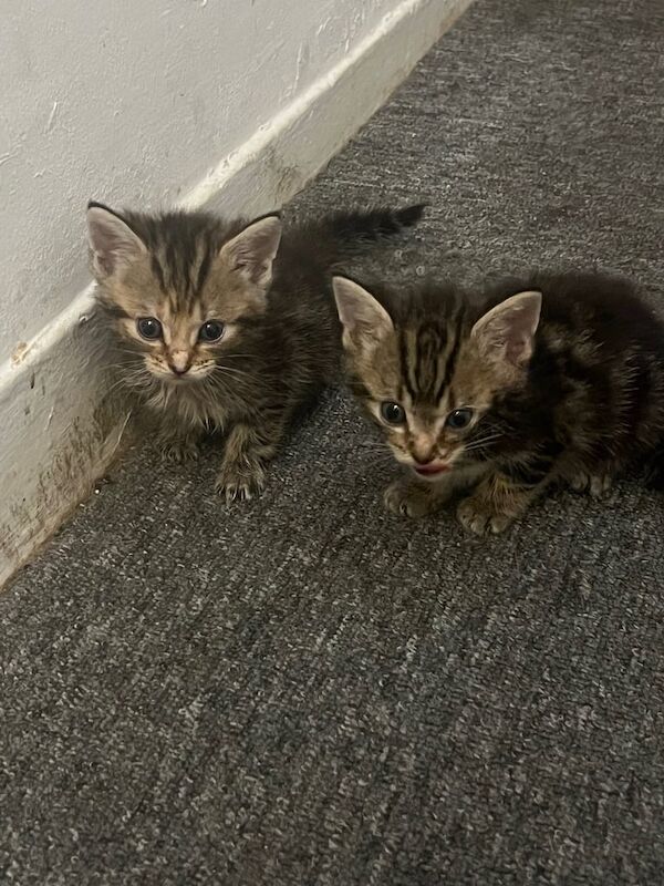 Bengal kittens for sale in Hackney, Greater London – 5 weeks old - Image 3 of 3