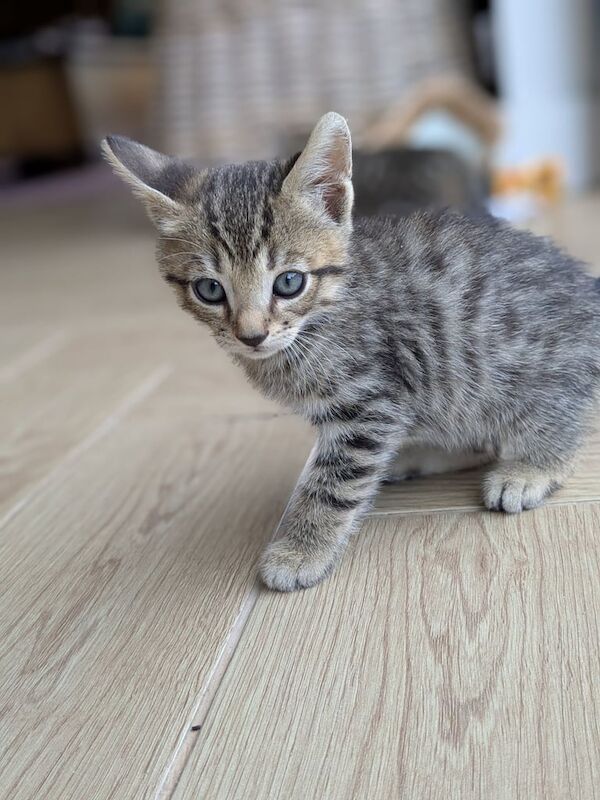 Bengal kittens for sale in Crumlin, County Antrim – 8 weeks old