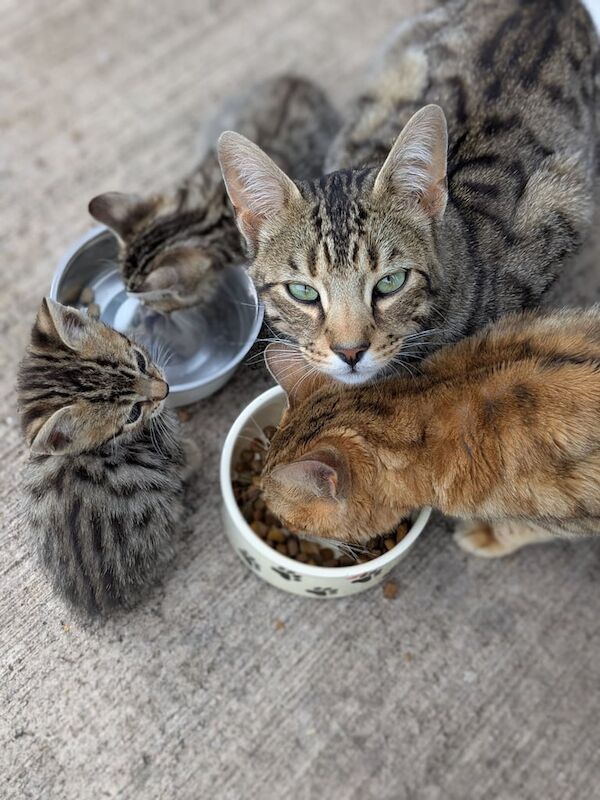 Bengal kittens for sale in Crumlin, County Antrim – 8 weeks old - Image 2 of 3