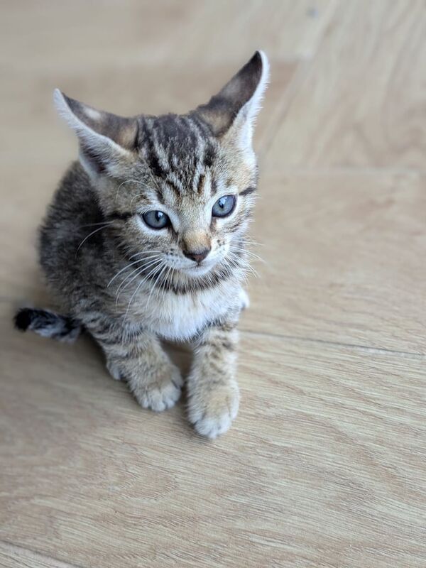 Bengal kittens for sale in Crumlin, County Antrim – 8 weeks old - Image 3 of 3