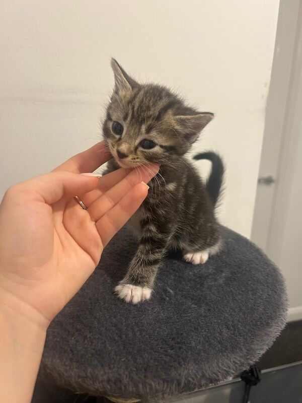 Bengal kittens for sale in Aldershot, Hampshire – 6 weeks old