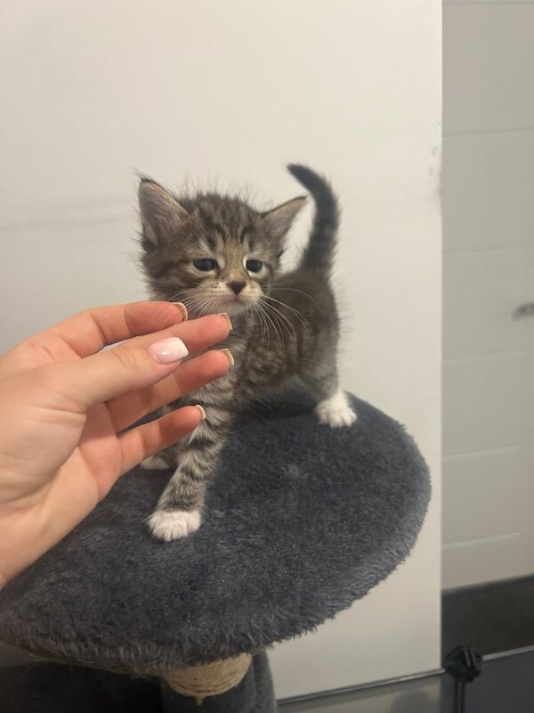 Bengal kittens for sale in Aldershot, Hampshire – 6 weeks old - Image 2 of 3