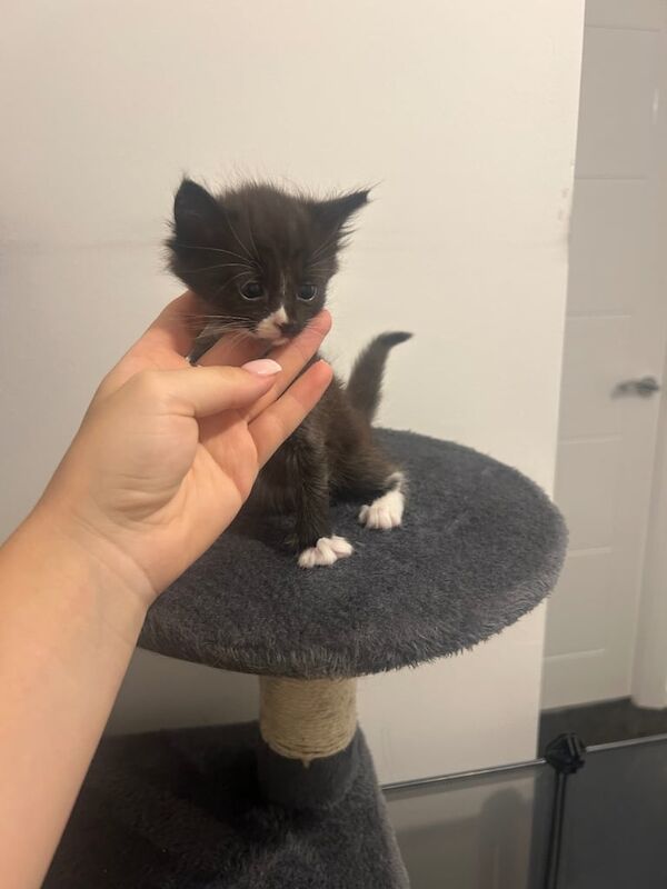 Bengal kittens for sale in Aldershot, Hampshire – 6 weeks old - Image 3 of 3
