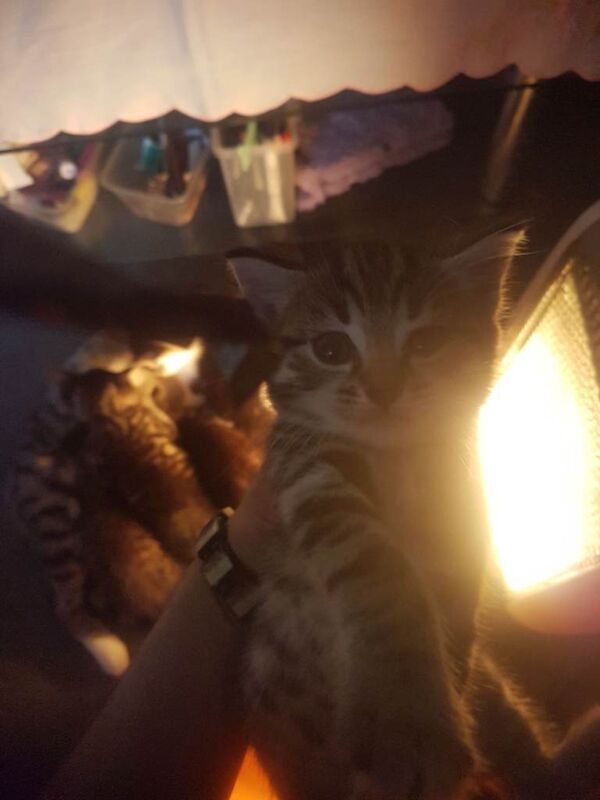 Bengal kittens for sale in Walthamstow, Greater London – 6 weeks old