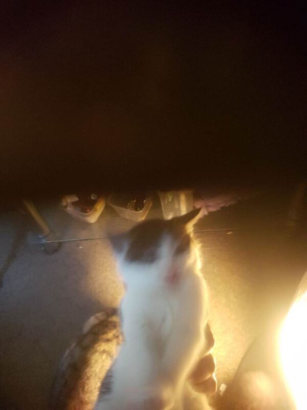 Bengal kittens for sale in Walthamstow, Greater London – 6 weeks old - Image 2 of 5