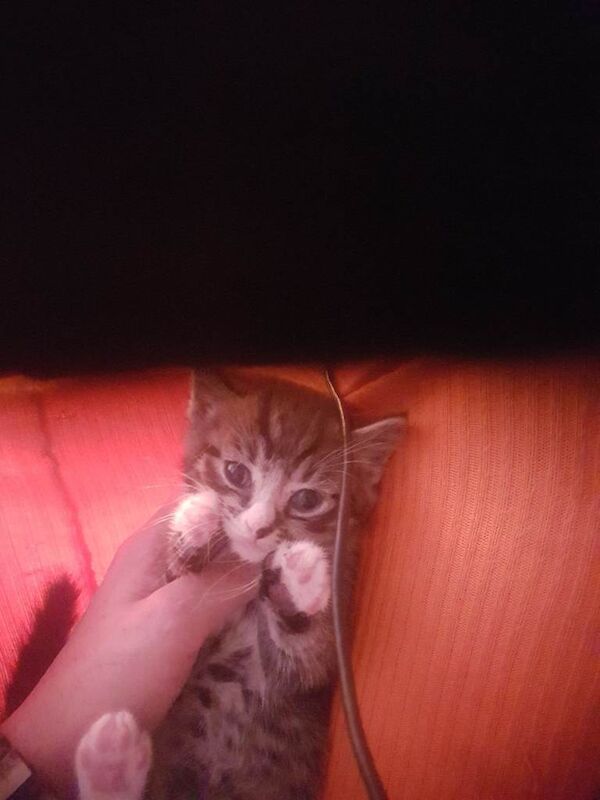 Bengal kittens for sale in Walthamstow, Greater London – 6 weeks old - Image 3 of 5