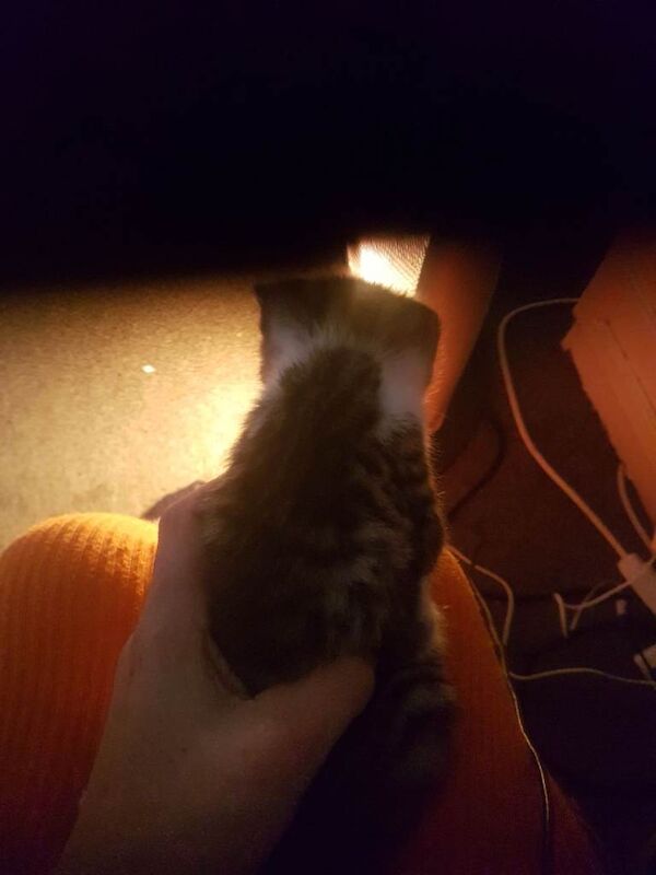 Bengal kittens for sale in Walthamstow, Greater London – 6 weeks old - Image 4 of 5