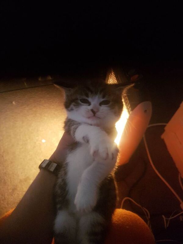 Bengal kittens for sale in Walthamstow, Greater London – 6 weeks old - Image 5 of 5