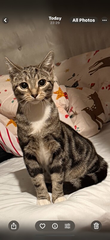 Bengal kittens for sale in Newham, Cornwall – 9 months old