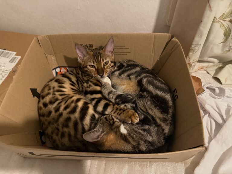 Bengal kittens for sale in Newham, Cornwall – 9 months old - Image 3 of 6