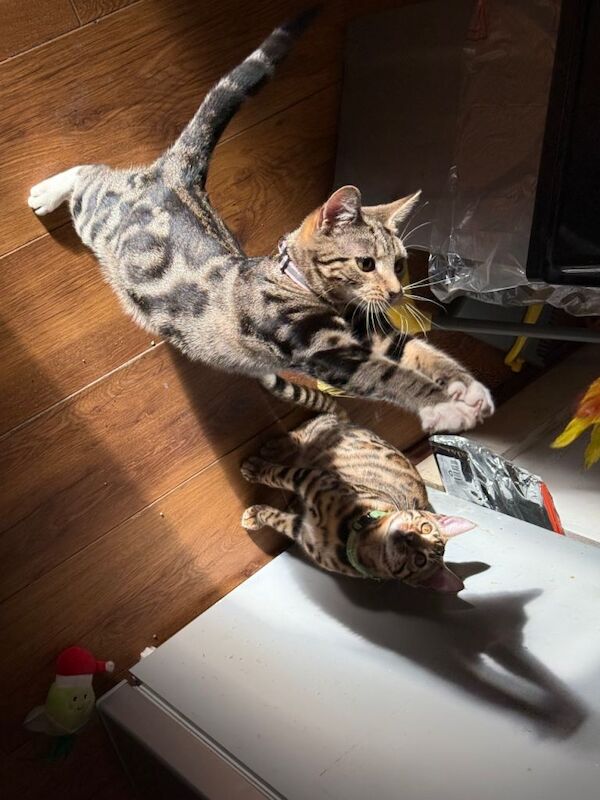 Bengal kittens for sale in Newham, Cornwall – 9 months old - Image 4 of 6