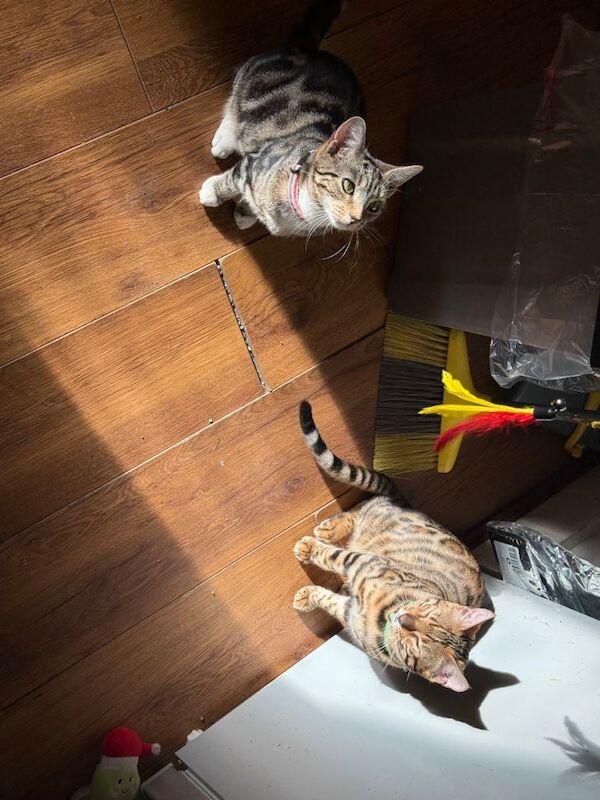 Bengal kittens for sale in Newham, Cornwall – 9 months old - Image 5 of 6