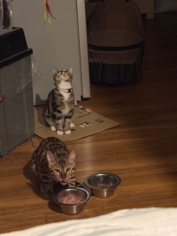 Bengal kittens for sale in Newham, Cornwall – 9 months old - Image 6 of 6