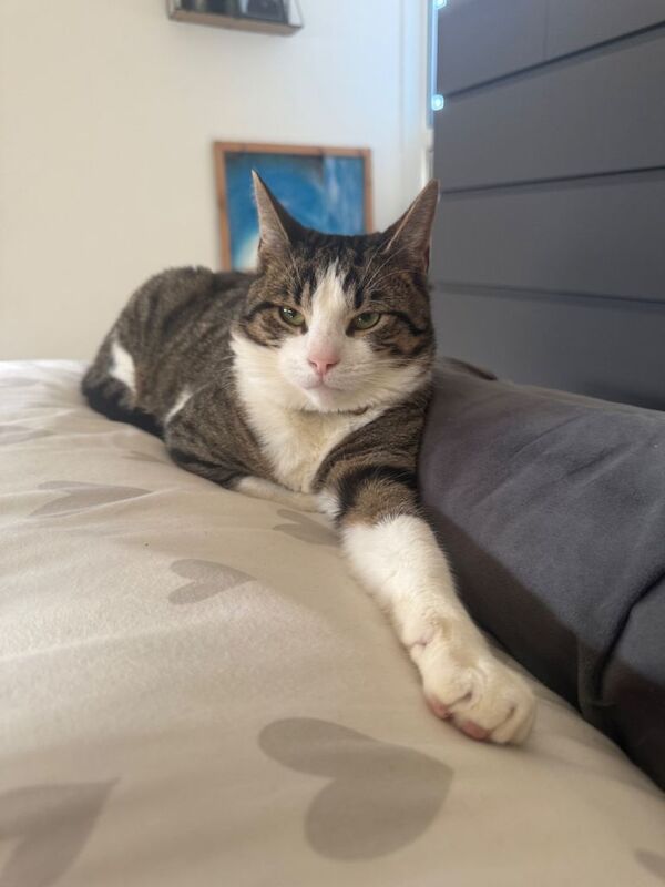 Bengal kittens for sale in Southampton, Hampshire – 8 months old