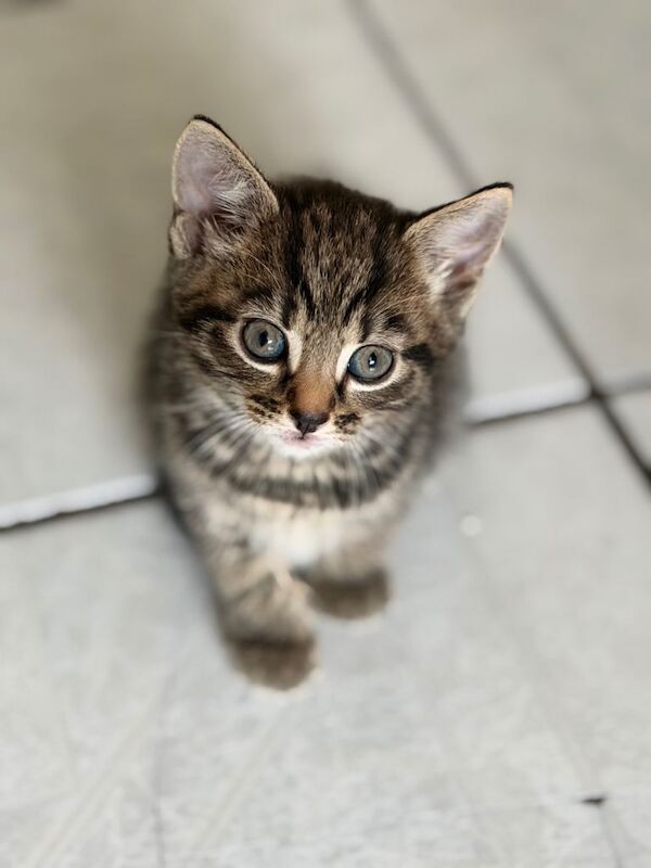 Bengal Kittens For Sale Under £300