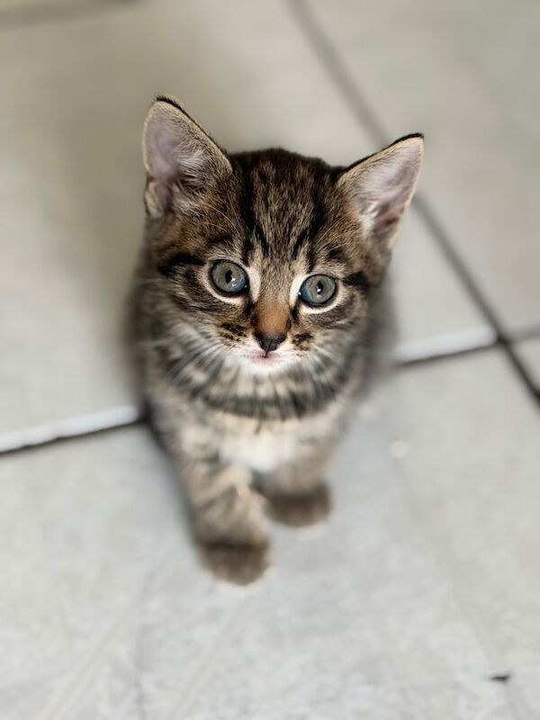 8 week old Bengal/ British Blue cross kittens - Image 2 of 4