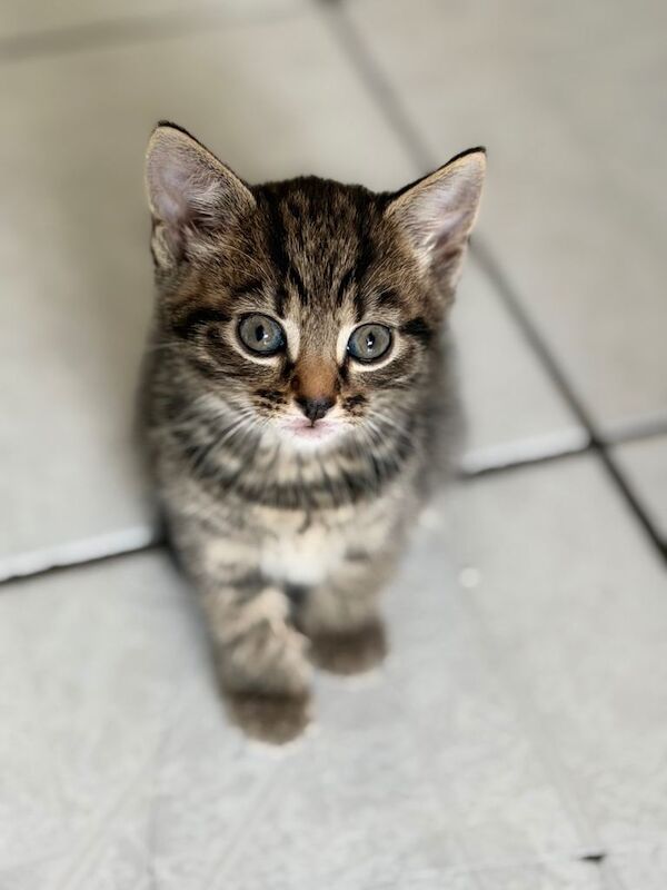 8 week old Bengal/ British Blue cross kittens - Image 3 of 4