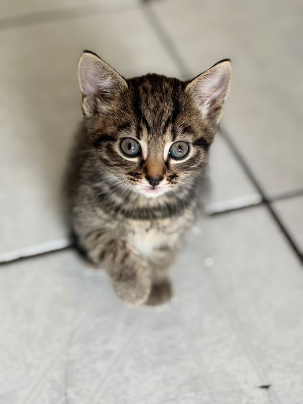8 week old Bengal/ British Blue cross kittens - Image 4 of 4