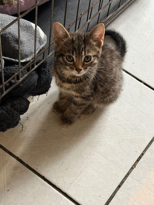 Bengal kittens for sale in Harrow, Greater London – 8 weeks old