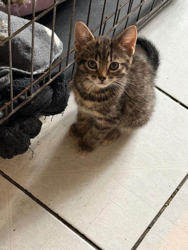 Bengal kittens for sale in Harrow, Greater London – 8 weeks old - Image 2 of 5