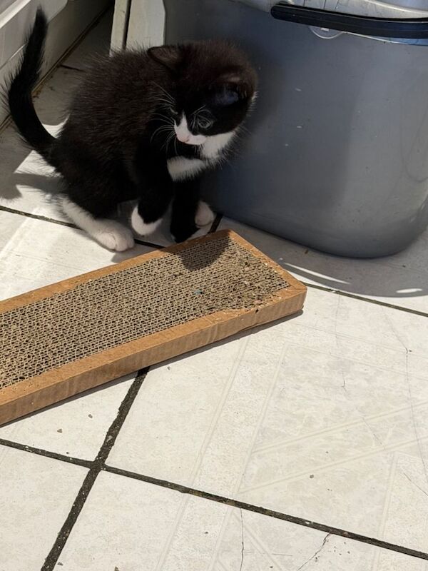 Bengal kittens for sale in Harrow, Greater London – 8 weeks old - Image 5 of 5