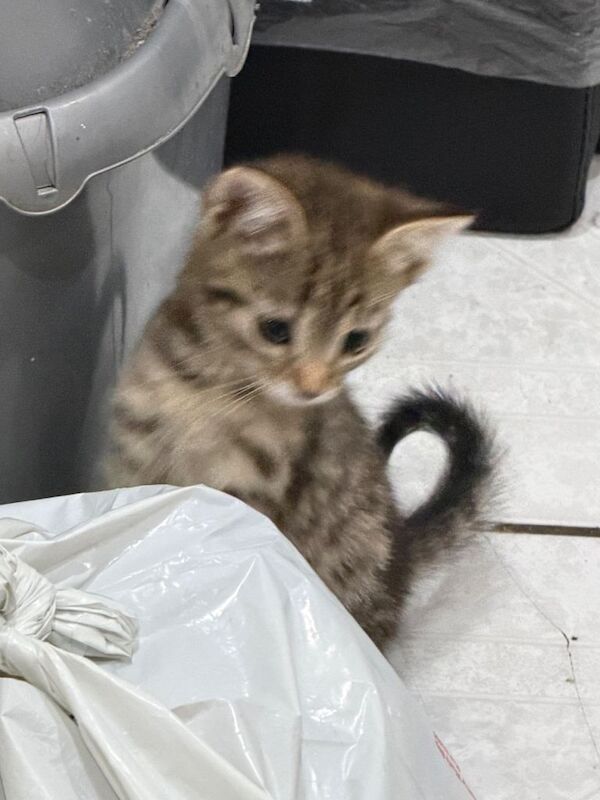 Bengal Kittens For Sale