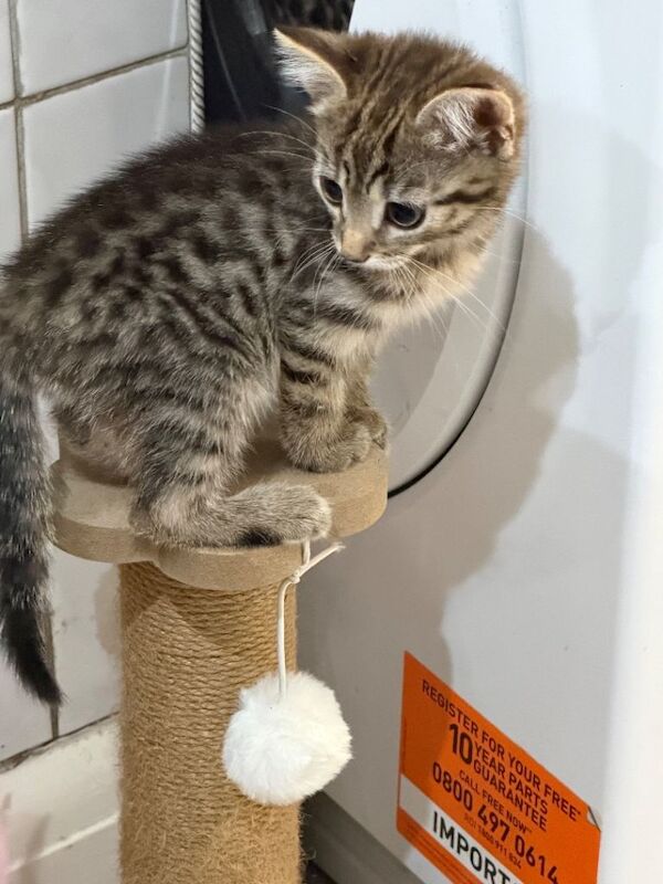 8 week old Bengal Cross Kittens - Image 2 of 6