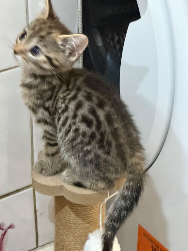 8 week old Bengal Cross Kittens - Image 3 of 6