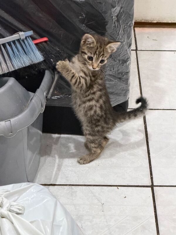 8 week old Bengal Cross Kittens - Image 4 of 6