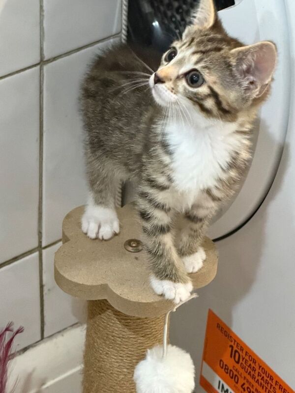 8 week old Bengal Cross Kittens - Image 5 of 6