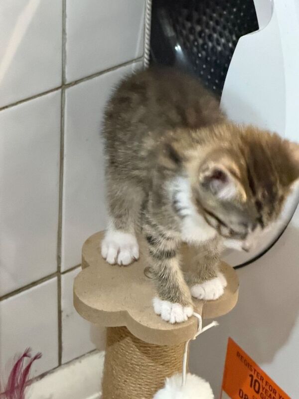 8 week old Bengal Cross Kittens - Image 6 of 6