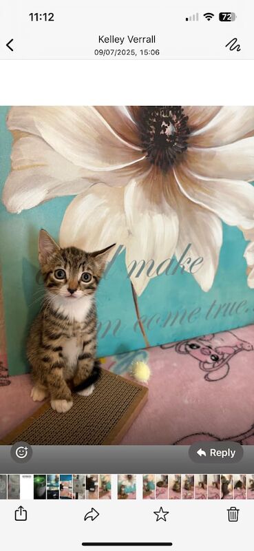 Bengal kittens for sale in Harrow, Greater London – 8 weeks old - Image 2 of 3