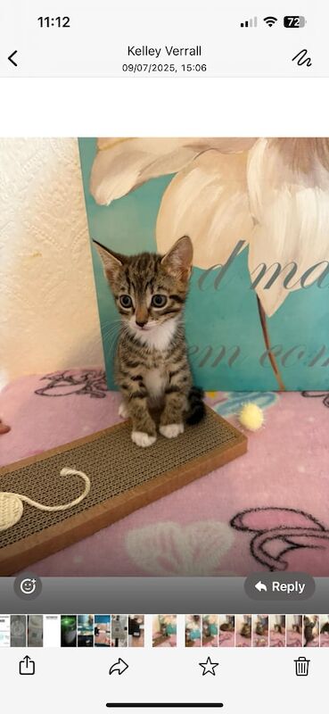 Bengal kittens for sale in Harrow, Greater London – 8 weeks old