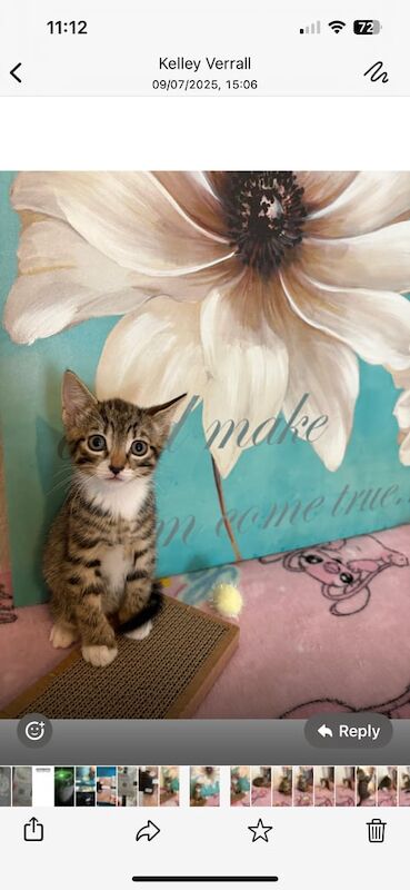 Bengal kittens for sale in Harrow, Greater London – 8 weeks old - Image 2 of 3