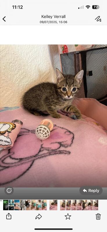 Bengal kittens for sale in Harrow, Greater London – 8 weeks old - Image 3 of 3
