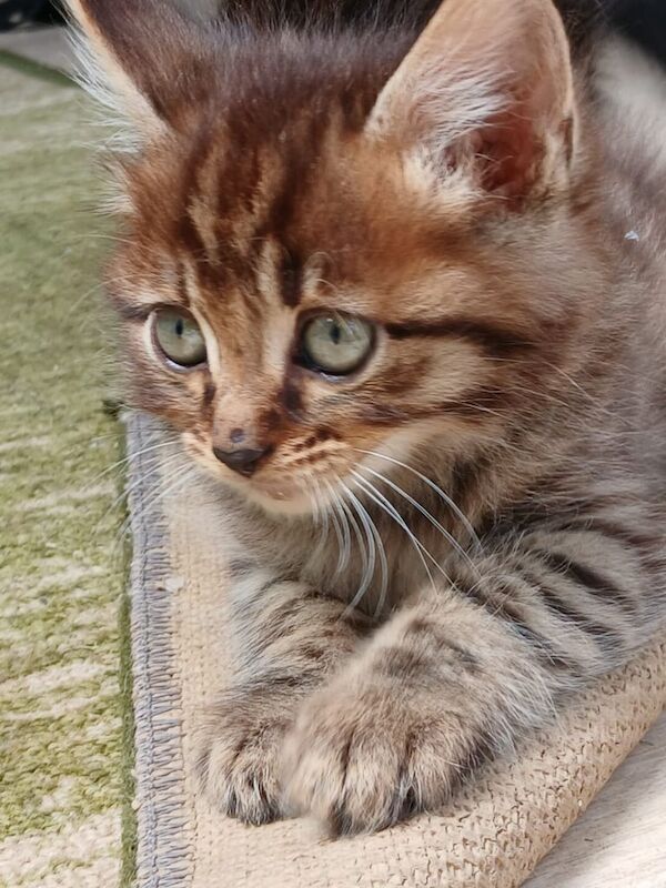 Bengal kittens for sale in Higham, Kent – 9 weeks old