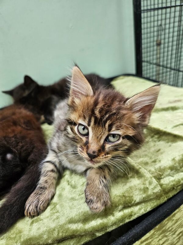 Bengal kittens for sale in Higham, Kent – 9 weeks old - Image 2 of 3
