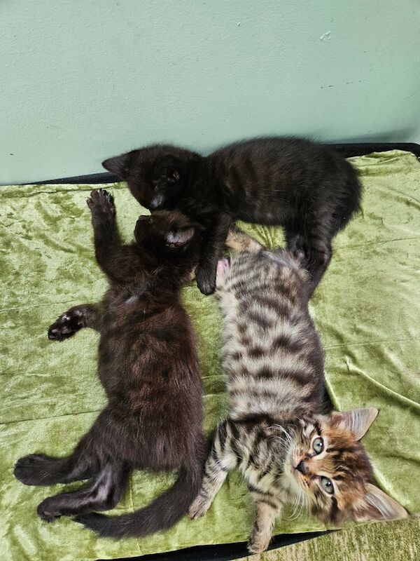 Bengal kittens for sale in Higham, Kent – 9 weeks old - Image 3 of 3