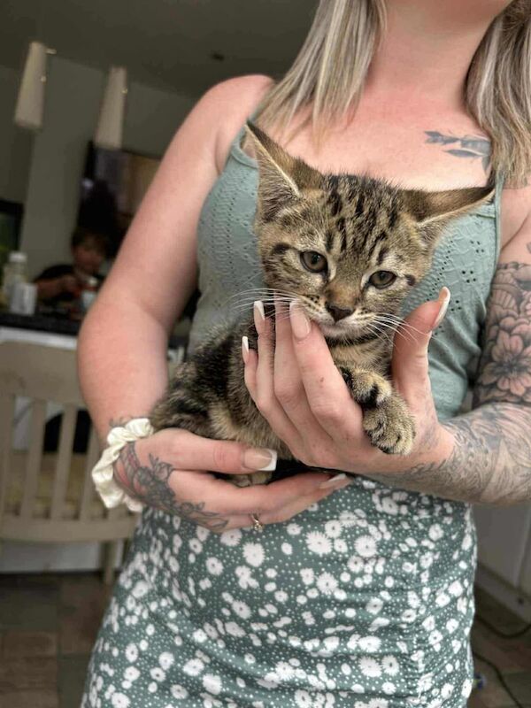 Bengal kittens for sale in Waterlooville, Hampshire – 8 weeks old