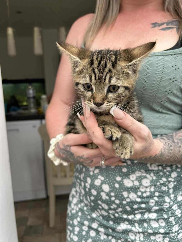 Bengal kittens for sale in Waterlooville, Hampshire – 8 weeks old - Image 2 of 3