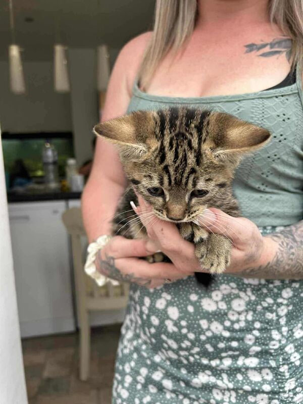 Bengal kittens for sale in Waterlooville, Hampshire – 8 weeks old - Image 3 of 3