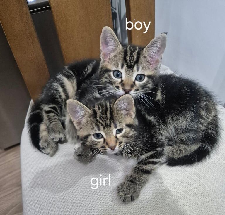 8 week tabby kittens for sale in Belle Isle, West Yorkshire | Image 2