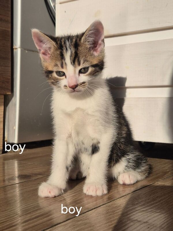 8 week tabby kittens for sale in Belle Isle, West Yorkshire | Image 3
