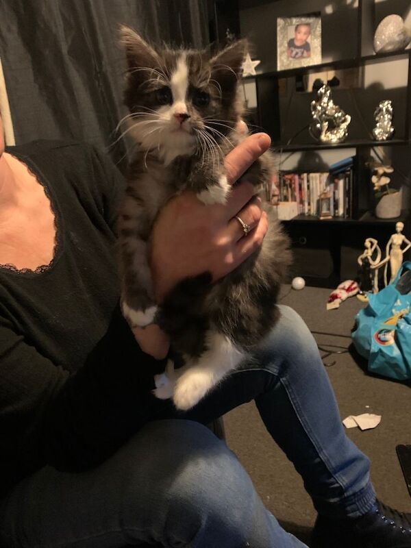 Bengal kittens for sale in Chatham, Kent – 10 weeks old